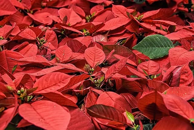 10 Astuces Pour Créer une Magie de Noël Éblouissante