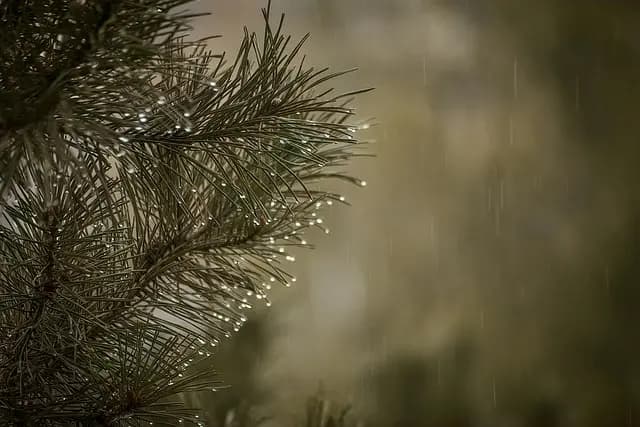 Les Meilleures Activités Magiques à Faire en Famille pour Noël